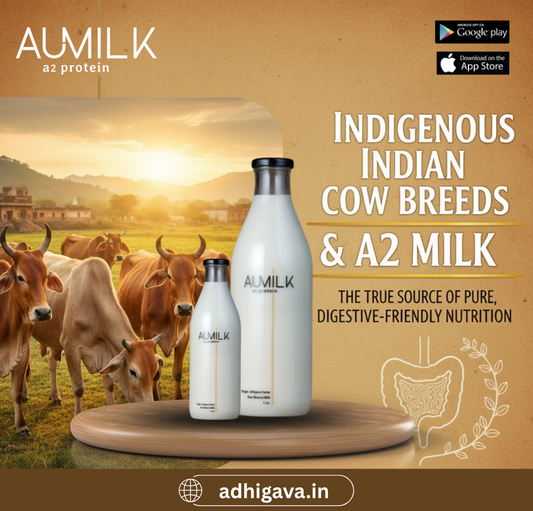 Indigenous Indian Cow Breeds and A2 Milk