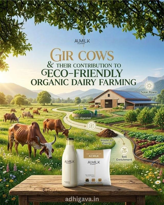 Gir Cows and Their Contribution to Eco-Friendly Organic Dairy Farming