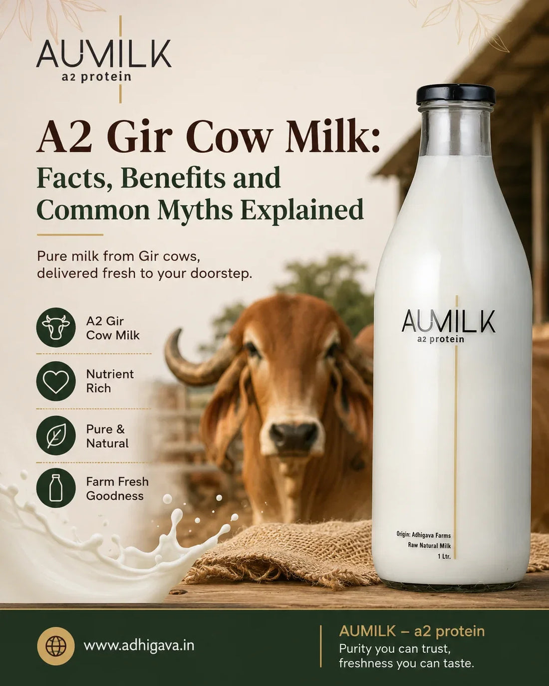A2 Gir Cow Milk: Facts, Benefits and Common Myths Explained